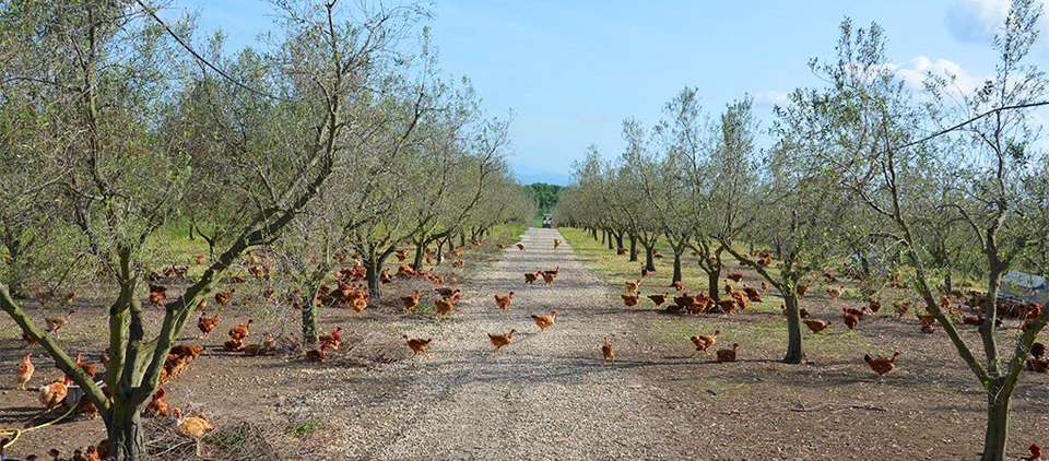 Uova bio da galline allevate in libertà a Siena, da MondoMangione